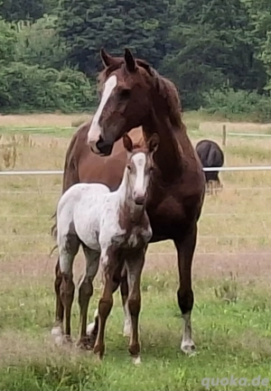 Knabstrupper Stutfohlen zu verkaufen Bild 2