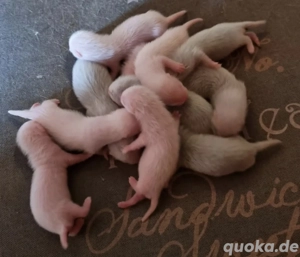 Frettchenwelpen Wurfankündigung Bild 2