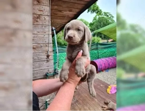 Wunderschöneee Labrador Retriever welpen!!  Bild 8