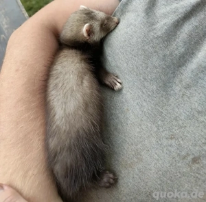 Frettchenwelpen Wurfankündigung Bild 3