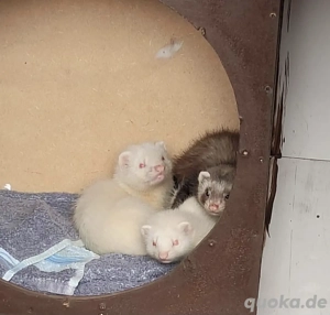 Frettchenwelpen Wurfankündigung Bild 4