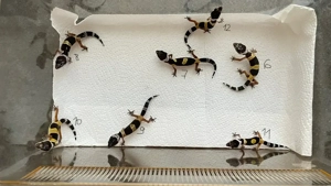 Leopardgecko NZ 2025 Bild 8