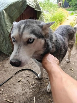 Fleur sucht noch ein Zuhause für immer