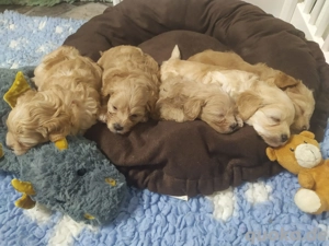     Maltipoo-Welpen suchen ein Zuhause mit Kuschelfaktor!    