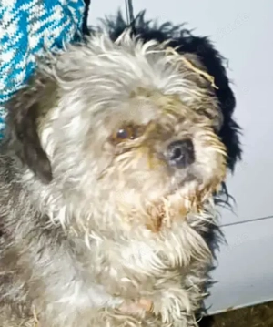 Schenkst du der kleinen Lynn ein Zuhause für immer?