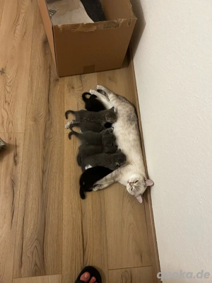 BKH-Eurpäische Babykatern suchen ein neues Zuhause