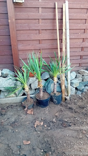 Palmlilien Yucca-Palme 