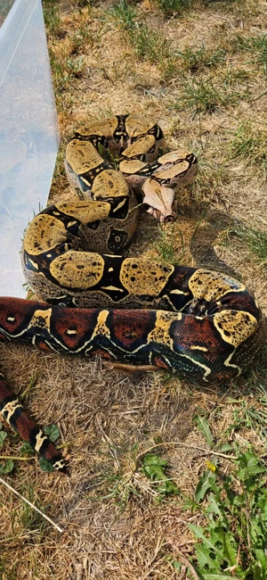 Boa Constrictor Constrictor Iquitos Peru Mark King