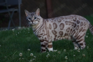 Typvoller Bengalkater (Seal Silver Rosetted Mink)  Liebhaberplatz Bild 2