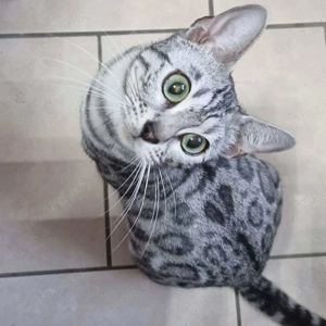 Typvoller Bengalkater (Seal Silver Rosetted Mink)  Liebhaberplatz Bild 5