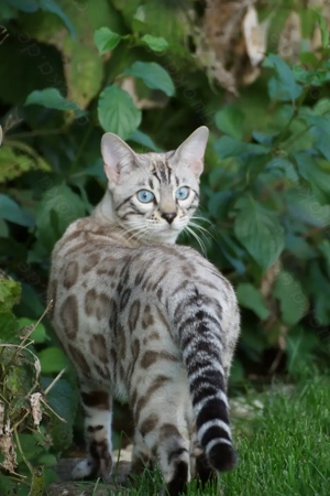 Typvoller Bengalkater (Seal Silver Rosetted Mink)  Liebhaberplatz Bild 4