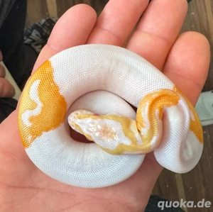 Albino Pied 1.0