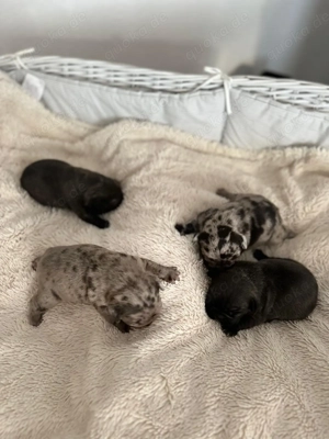 Französische Bulldoggen Schnuten   