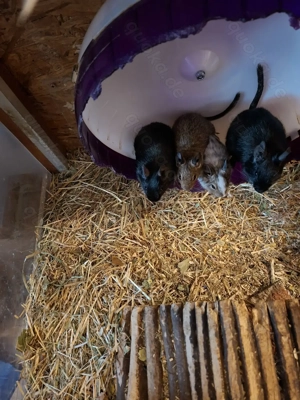 Degus zu verkaufen