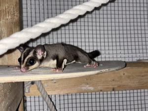 Flughörnchen suchen ein neues Zuhause