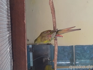 Bergsittiche abzugeben!