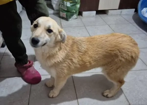 Hündin Eyla sucht ihre Menschen