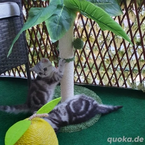 BKH Jung in Black Silver Tabby mit Stammbaum Bild 2