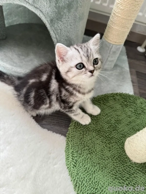 BKH Jung in Black Silver Tabby mit Stammbaum