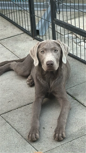 Reinrassige  Labrador  welpen mit Papieren und Gesundheitszeugnis 