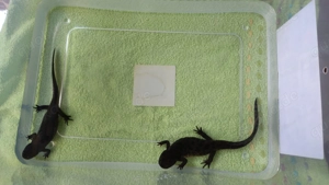 Phleurodeles Waltl Spanischer Rippenmolche 