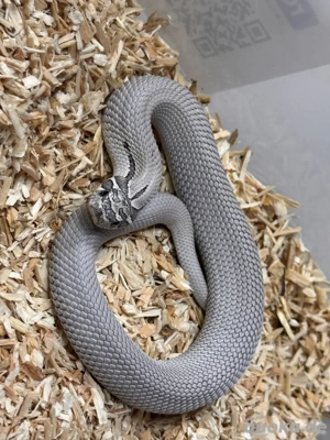 Heterodon Nasicus, Hakennasennatter 