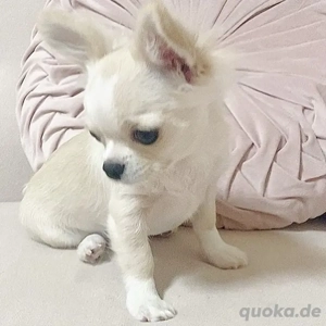 Kräftiger und gesunder Chihuahua-Welpe.