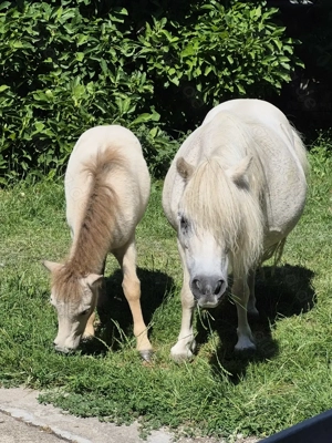 Offenstall Plätze frei