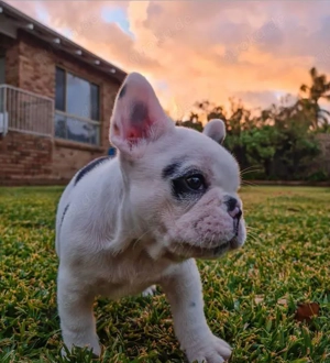 Wunderschöner Rüde der Französischen Bulldogge sucht sein Zuhause für immer. Er ist knapp 14 Wochen