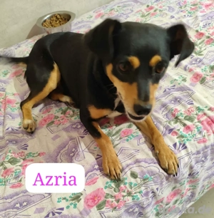 Die kleine Azria geniesst das Leben ohne Kette und wartet auf ihre Menschen *noch in Kroatien*