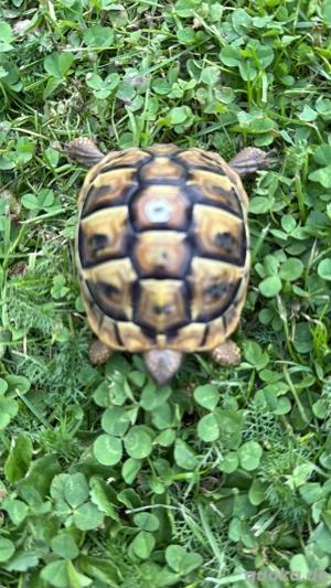 Griechische Landschildkröten Nachzucht 2024