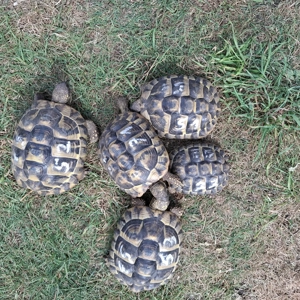 Griechische Landschildkröten 2016 und. 2018