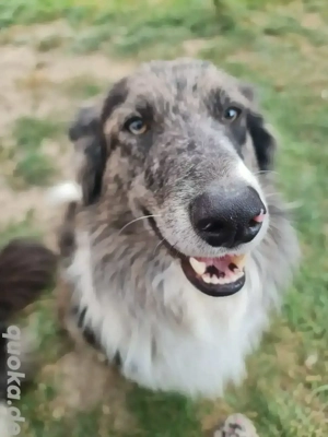 Ace zuckersüßer Border collie Aussie x Amerikanischer Collie hund Junghund blue merle Bild 2