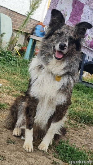 Ace zuckersüßer Border collie Aussie x Amerikanischer Collie hund Junghund blue merle Bild 4
