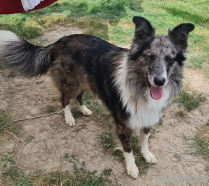 Ace zuckersüßer Border collie Aussie x Amerikanischer Collie hund Junghund blue merle Bild 3