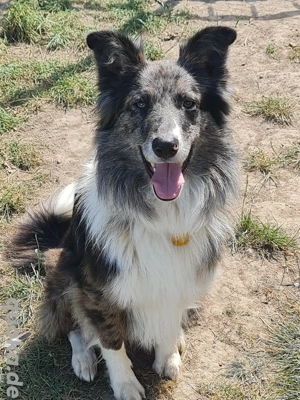 Ace zuckersüßer Border collie Aussie x Amerikanischer Collie hund Junghund blue merle