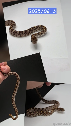 1.0 Terrazzo Scaleless Gelege kornnatter