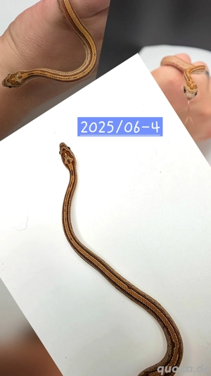 1.0 Striped het 66%Scaleless Terrazzo 50% Ulta