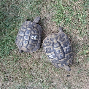 Pärchen Griechische Landschildkröten  