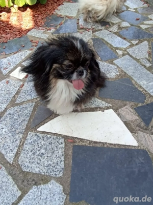 Pekinesen Weibchen 