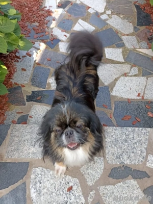 Pekinesen Weibchen  Bild 2