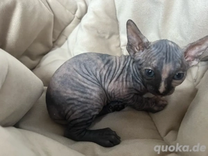 Canadian Sphynx Weibchen  mit Stammbaum 