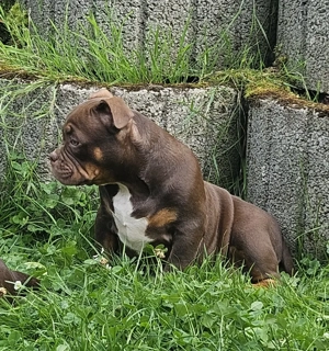 Wunderschöne American Bully Welpen zu Verkaufen!! Bild 3