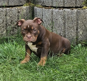 Wunderschöne American Bully Welpen zu Verkaufen!! Bild 6