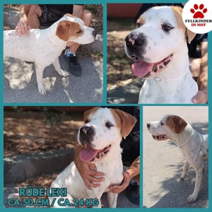 lieber Shar Pei Mischlings-Rüde Lexi sucht ein Zuhause oder Pflegestelle