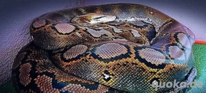 Netzpython (Nz'22   0.1)