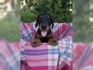 Dobermann welpen!!