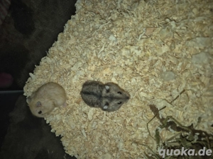 Dschungarische Zwerghamster 