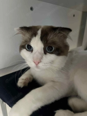 Ich verkaufe ein liebes und verspieltes Kätzchen, ideal für eine Familie, die Tiere liebt.