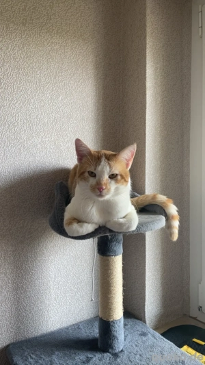 deckkater  Bild 4